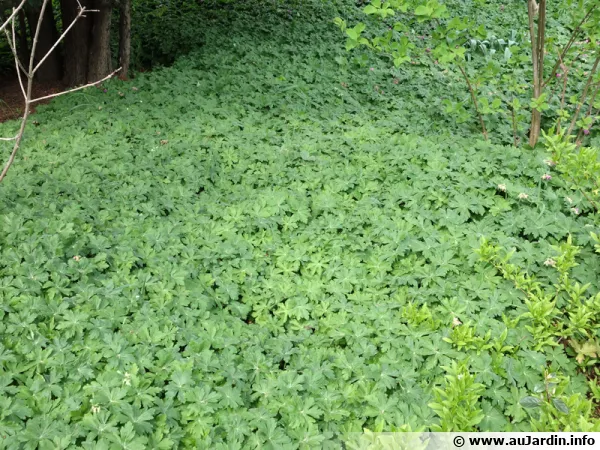 Le géranium vivace fait un bon couvre-sol