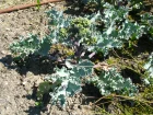 Chou marin, Crambe maritime, Crambe maritima