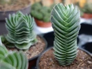 Crassula 'Buddha's Temple'