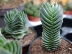 Crassula 'Buddha's Temple' Crassula 'Buddha's Temple'