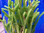 Crassula lycopodioides