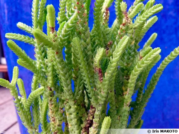 Crassula lycopodioides