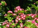 Histoires de plantes