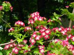 Aubépine, Crataegus laevigata 'Crimsom Cloud' Aubépine, Crataegus laevigata 'Crimsom Cloud'