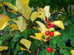 Aubépine Splendens, Crataegus x prunifolia 'Splendens' Aubépine Splendens, Crataegus x prunifolia 'Splendens'