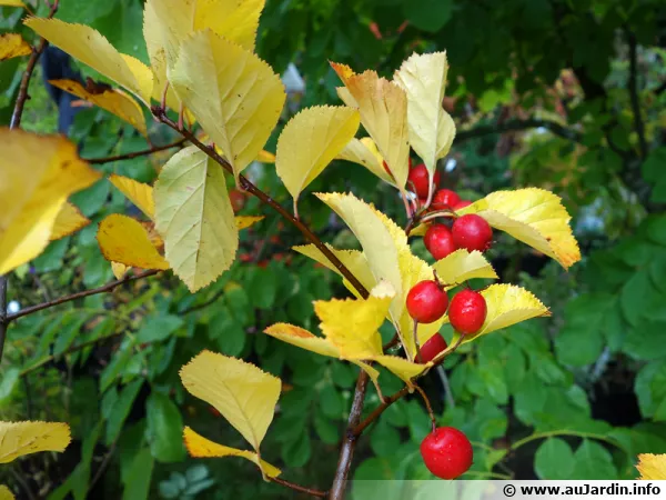 Aubépine Splendens, Crataegus x prunifolia 'Splendens'