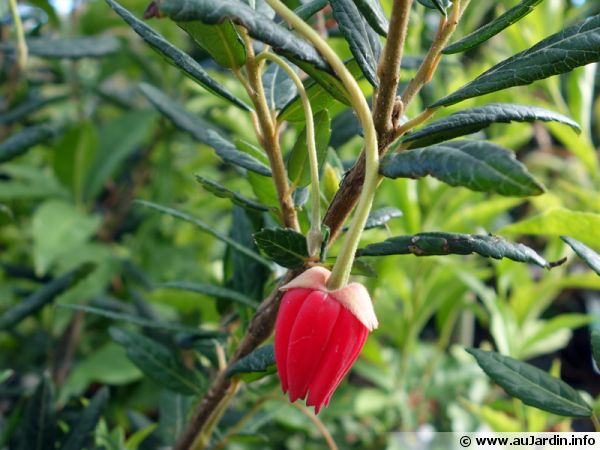 Arbre aux lanternes du Chili, Crinodendron hookerianum