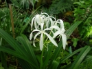Crinum asiatique, Grand crinum, Crinum lis, Crinum asiaticum