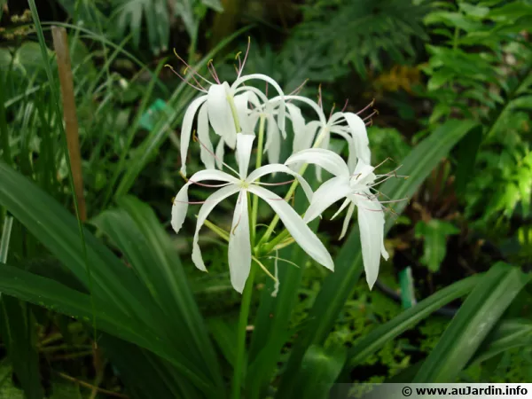 Crinum asiatique, Grand crinum, Crinum lis, Crinum asiaticum