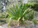 Lis des marais, Lis des mangroves, Crinum g�ant, Crinum pedunculatum