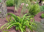Crinole de Powell, Crinum x powelli, Crinum bulbispermum x Crinum moorei
