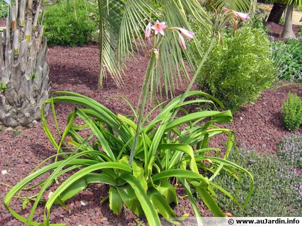 Crinole de Powell, Crinum x powelli, Crinum bulbispermum x Crinum moorei