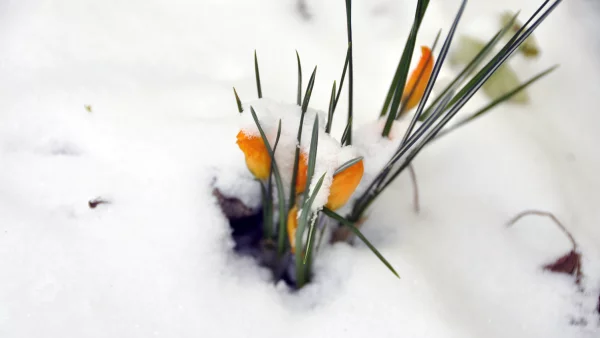 Crocus sous la neige