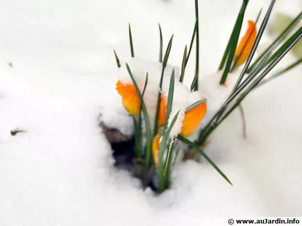 Crocus sous la neige