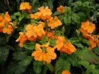 Crossandre en entonnoir, Crossandra infundibuliformis