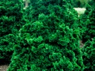 C�dre du Japon, Cryptom�ria, Cryptomeria japonica