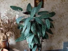 Ctenanthe setosa