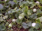 Melon, Cucumis melo