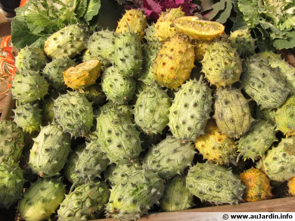 Concombre du Kenya, Mtulon, Kiwano, concombre cornu, Cucumis metuliferus