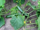 Concombre, Cornichon, Cucumis sativus