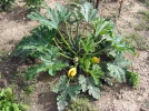 Courgette, Courge, Cucurbita pepo