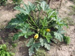 Courgette