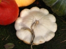 Ptisson, Bonnet de prtre, Cucurbita maxima var. ovifera