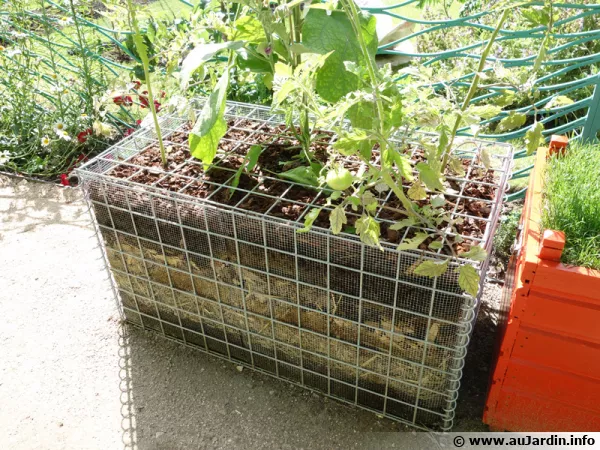 Exemple de culture de tomates sur une botte de paille