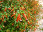 Plante cigarette, Cuphea ignea, Fleur cigarette