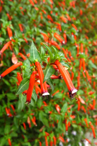 Plante cigarette, Cuphea ignea : planter, cultiver, multiplier