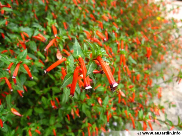 Plante cigarette, Cuphea ignea, Fleur cigarette