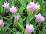 Curcuma rose, Safran des Indes, Tulipe tha�landaise, Curcuma alismatifolia
