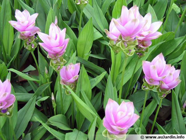 Curcuma rose, Safran des Indes, Tulipe thaïlandaise, Curcuma alismatifolia  : planter, cultiver, multiplier