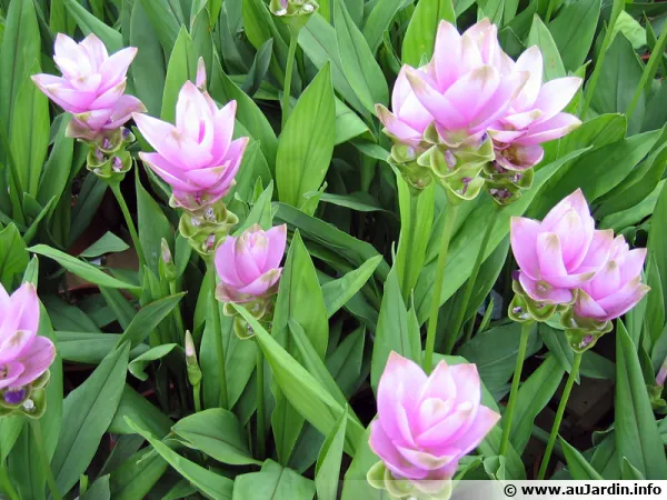 Curcuma rose, Safran des Indes, Tulipe thaïlandaise, Curcuma alismatifolia