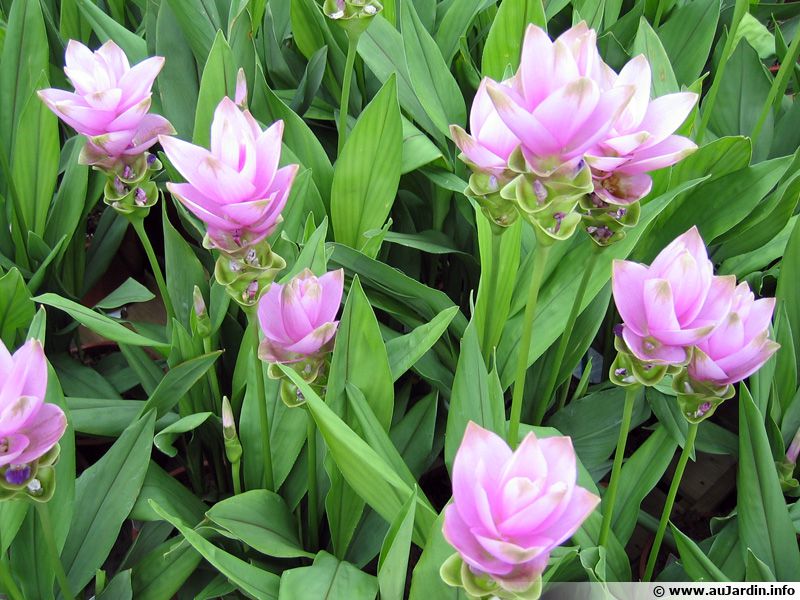 Curcuma Rose Safran Des Indes Tulipe Tha Landaise Curcuma