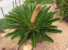 Cycas du Japon, Sagou du Japon, Sagoutier, Palmier de la paix, Cycas revoluta