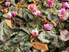 Le cyclamen de Naples ouvrent le bal en novembre