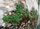 La flore sauvage des rues