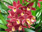 Des orchidées faciles à cultiver