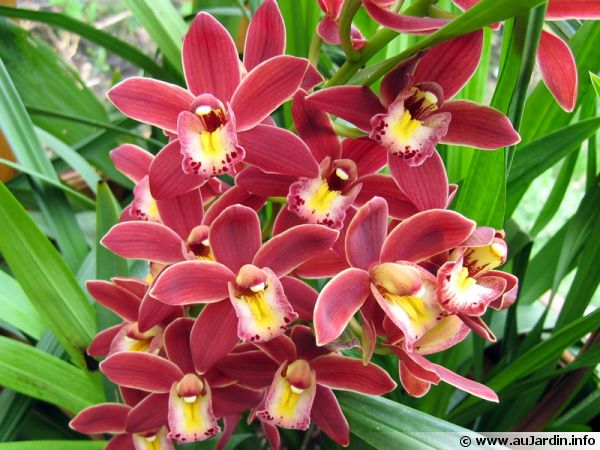 Le cymbidium, une orchidée facile à cultiver