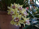Questions fr�quentes sur le cymbidium