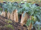 Cardon, Carde, Cynara cardunculus