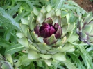 Artichaut, Cynara scolymus