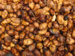 Souchet comestible, Amande de terre, Cyperus esculentus Souchet comestible, Amande de terre, Cyperus esculentus