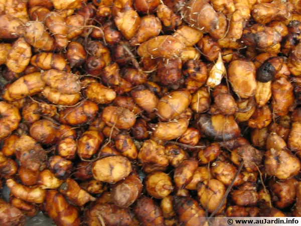 Souchet comestible, Amande de terre, Cyperus esculentus