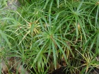 Papyrus  feuilles alternes, Souchet  feuilles alternes, Plante ombrelle, Cyperus involucratus