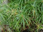 Papyrus à feuilles alternes, Souchet à feuilles alternes, Plante ombrelle, Cyperus involucratus Papyrus à feuilles alternes, Souchet à feuilles alternes, Plante ombrelle, Cyperus involucratus