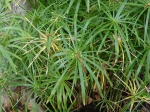 Papyrus � feuilles alternes, Souchet � feuilles alternes, Plante ombrelle, Cyperus involucratus