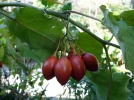 Tomate en arbre, Tamarillo, Solanum betaceum