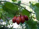 Tomate en arbre, Tamarillo, Solanum betaceum, Cyphomandra betacea Tomate en arbre, Tamarillo, Solanum betaceum, Cyphomandra betacea